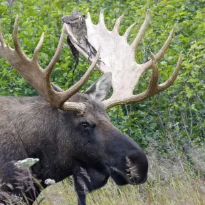 Moose - male 5-7 years with the remains of velvet - Seward Peninsula - Alaska