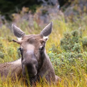 Moose - under a year old - Seward Peninsula - Alaska