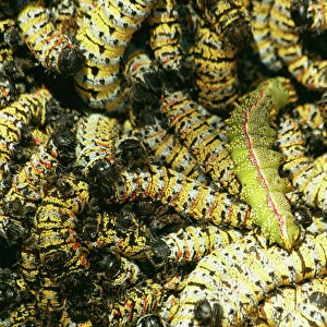 Mopane Emperor Moth - Caterpillars / “worms” gathered for food in Zimbabwe