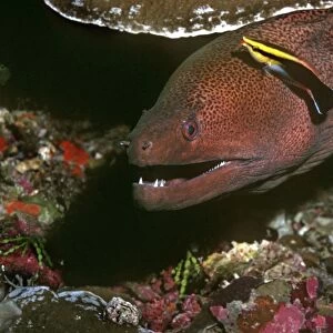 Moray Eel and Cleaner Wrasse (Labroides sp) - Cleaner wrasse are the barbers of the reef. Here we see a wrasse nipping parasites from a moray eel. The little fish is in no danger