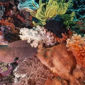 Moray Eel Indo Pacific, Indonesia