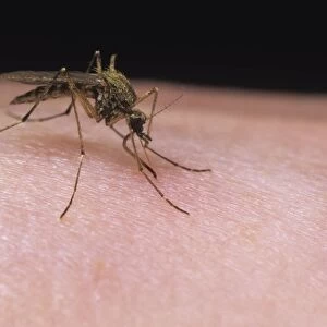 Mosquito - female feeding on human arm - UK