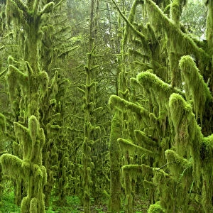 Moss Covered old growth forest Tillamook area, Oregon, USA LA001027