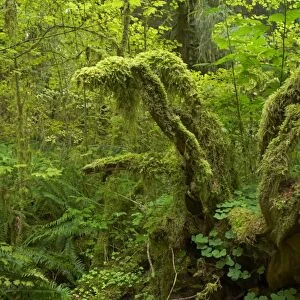 Moss Covered Trees Hoh Rain Forest, Olympic National Park, Washington State, USA LA0001643