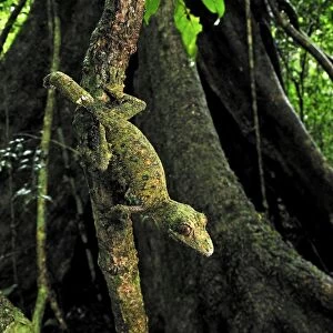 Mossy Leaf-tailed Gecko - Montagne d'Ambre National Park - Antsiranana - Northern Madagascar