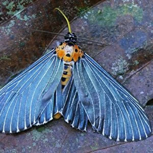 Moth - Danum Valley Conservation Area - Sabah - Borneo - Malaysia