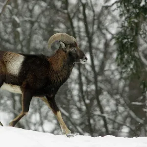 Mouflon Sheep - Young ram running through snow covered woodland in winter. Lower Saxony, Germany