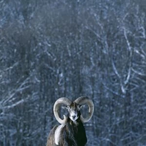 Mouflon SM 128 Ovis musimon © Stefan Meyers / ARDEA LONDON