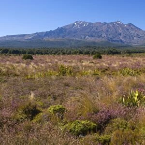 Mount Ruapehu blooming heather in autumn with Mount Ruapehu, which is the highest mountain on the North Island, rising up out of the plains Tongariro National Park, Tongariro World Heritage Area, North Island, New Zealand