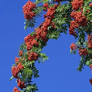 Mountain Ash or Rowan Tree - ripe berries on tree in autumn, Hessen, Germany