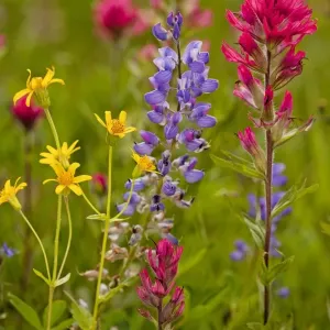 Mountain flowers - broadleaf Arnica, Magenta Paintbrush, lupins etc; Mount Rainier National Park, Washington, USA, North America Mountain flowers - broadleaf Arnica, Magenta Paintbrush, lupins etc; Mount Rainier National Park, Washington, USA, North America