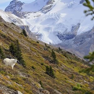 Mountain Goat - on mountain side - Alberta - Canada - Northern Rockies - Autumn _C3B7042