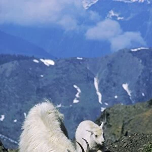 Mountain Goat - nanny with young kid. Washington, Western USA mg190