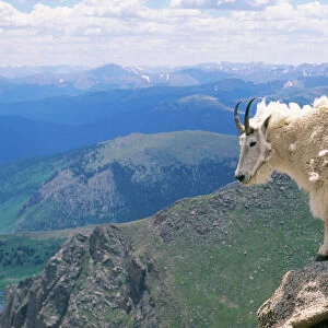 Mountain Goat Rock Mountains, North America