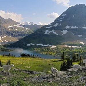 Mountain Goats - near Hidden Lake and Bearhat Mountain in Glacier National Park - Montana - USA - Summer _D3A8097