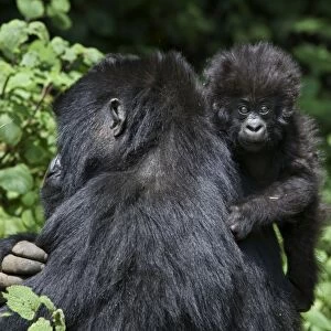 Mountain Gorilla - 3 month old baby clinging to mother. Virunga Volcanoes National Park - Rwanda. Endangered Species