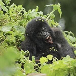 Mountain Gorilla - baby Volcanoes National Park, Rwanda