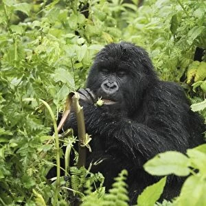 Mountain Gorilla - eating Volcanoes National Park, Rwanda