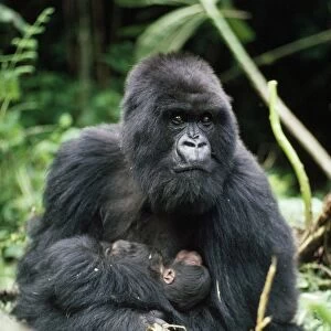 Mountain Gorilla - female with 2 hour old baby Virunga Volcanoes, Rwanda, Africa