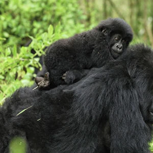 Mountain Gorilla - female with baby Volcanoes National Park, Rwanda