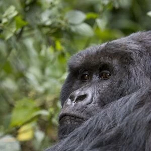 Mountain Gorilla - Large silverback. Virunga Volcanoes National Park - Rwanda. Endangered Species