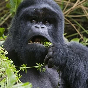 Mountain Gorilla - Silverback. Virunga Volcanoes National Park - Rwanda. Endangered Species