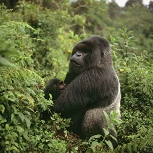 Mountain Gorilla Virunga Volcanoes, Rwanda, 2003 AW00096