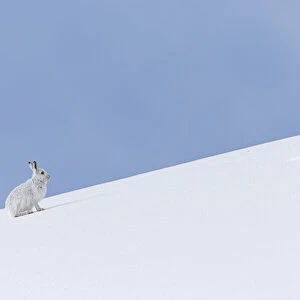 Mountain Hare (Lepus timidus) ~ adult wiht winter pelageresting on hillside ~ Cairngorms National Park, Scotland, United Kingdom