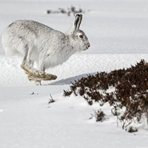 Mountain Hare (Lepus timidus) ~ adult wiht winter pelage running through snow ~ Cairngorms National Park, Scotland, United Kingdom