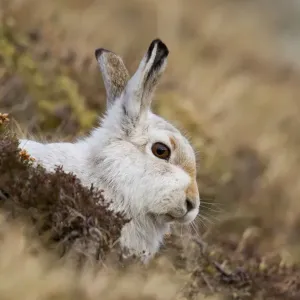 Mountain Hare - lying low amongst vegetation in winter coat on hillside - February - Scotland - UK Mountain Hare - lying low amongst vegetation in winter coat on hillside - February - Scotland - UK
