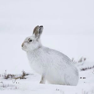 Mountain Hare winter 016, S-E Arndt