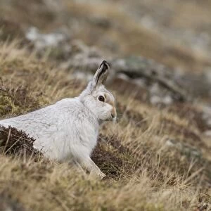 Mountain Hare - in winter coat on hillside - February - Scotland - UK