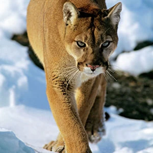 Mountain lion / cougar / puma - in winter. Western U. S. A MR454