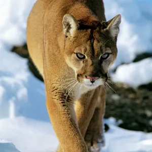 Big Cats