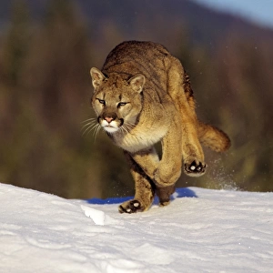 Mountain Lion / cougar Western U. S. A. MR856