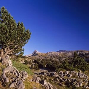 Mountain Pine - tree form of Pinus mugo Col De St. Pyrenees
