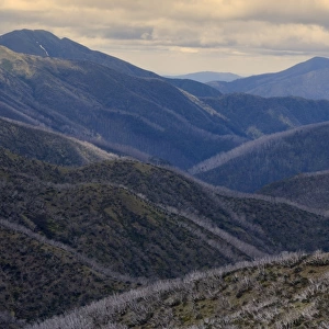 Mountain scenery - windswept and by wildfires damaged snow gums and mountain ranges around Mt. Hotham Alpine Resort - Alpine National Park, Victoria, Australia