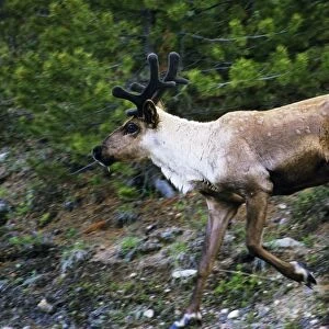 Mountain / Woodland Caribou / Reindeer - bull Jasper National Park, North America. June. MJ123