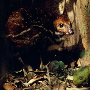 Mouse Deer / Water Chevrotain eating fruit dropped by monkeys - Gola Forest - West Africa