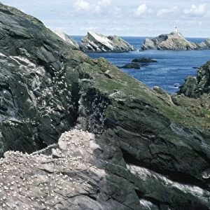 Muckle Flugga Island - & cliffs Shetland