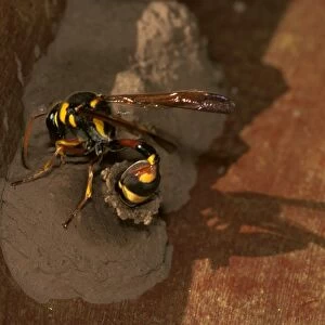 A mud-wasp - a potter wasp that preys only on moth larvae, lays an egg into her mud nest