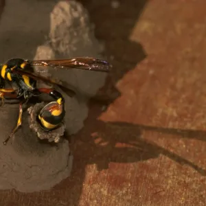 A mud-wasp - a potter wasp that preys only on moth larvae, lays an egg into her mud nest