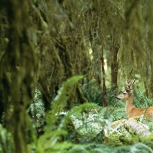 Mule Deer (Blacktail) Olympic rain forest, Washington, USA