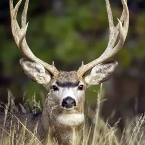 Mule Deer - buck - Autumn - Western USA _PTL6901 Mule Deer - buck - Autumn - Western USA _PTL6901