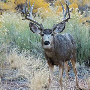 Mule deer buck, high desert autumn