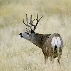 Mule Deer - buck sniffing. Western USA. _PTL7109