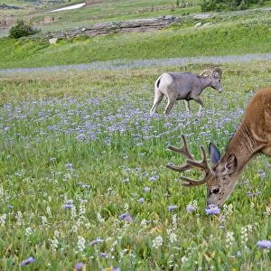 Mule Deer - buck in wildflowers (mostly wild asters) - with Rocky Mountain Bighorn Sheep (Ovis canadensis) ram - Glacier National Park - Montana - Summer _D3A7100