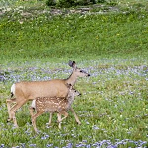 Mule Deer - doe and fawn in wildflowers (mostly wild asters) - Glacier National Park - Montana - Summer _D3A7202