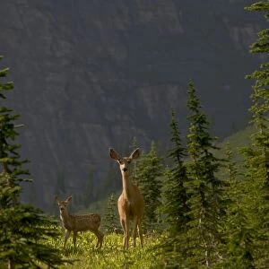 Mule Deer - doe and fawn in wildflowers (mostly glacier lilies) - Logan Pass - Glacier National Park - Montana - USA - Summer _D3A8693
