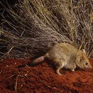 Mulgara / Crest-tailed Marsupial Mouse